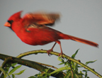 Cardinal
